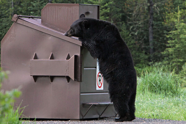 bear sniffing a dumpster
