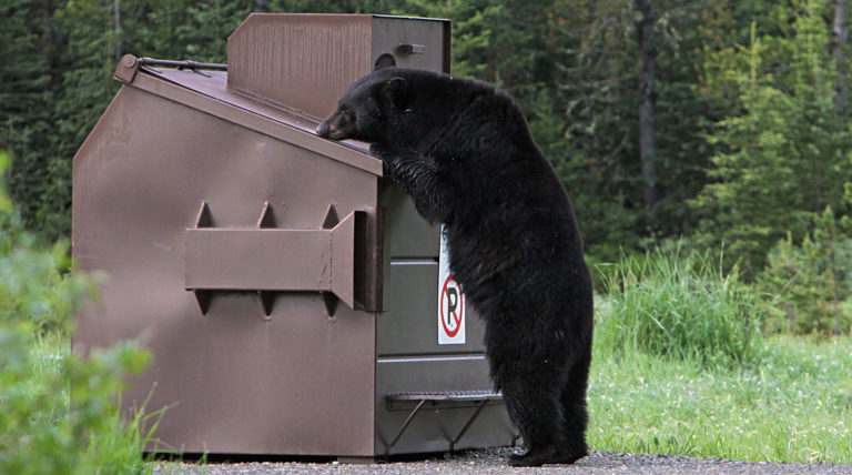 bear sniffing a dumpster